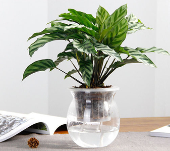 宁波前湾植物出租专业